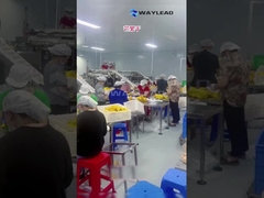 WG210 Máquina de embalagem de bolsas pré-fabricada para frutas secas